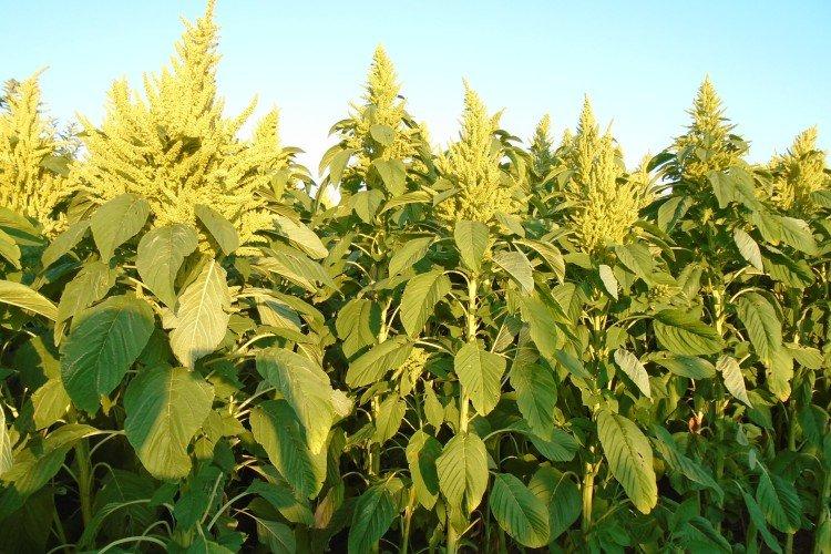 Амарант – фото