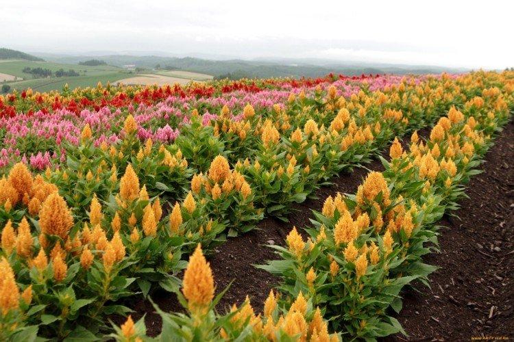 Амарант – фото