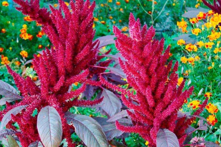 Амарант – фото