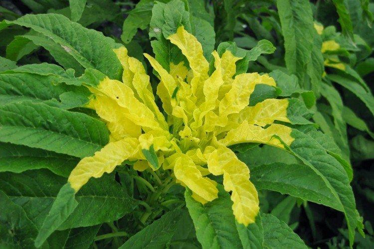 Амарант – фото