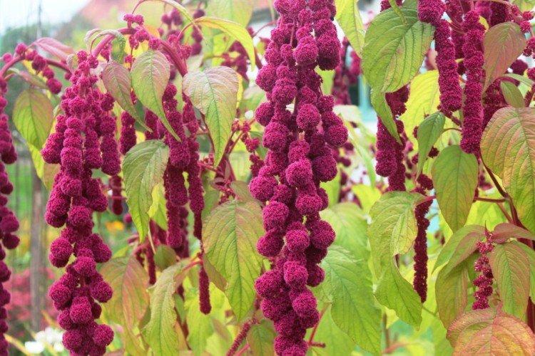 Амарант – фото