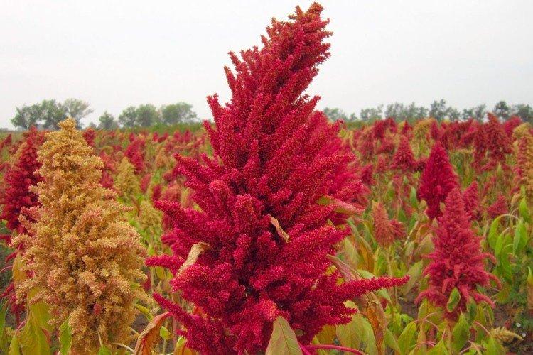 Амарант – фото