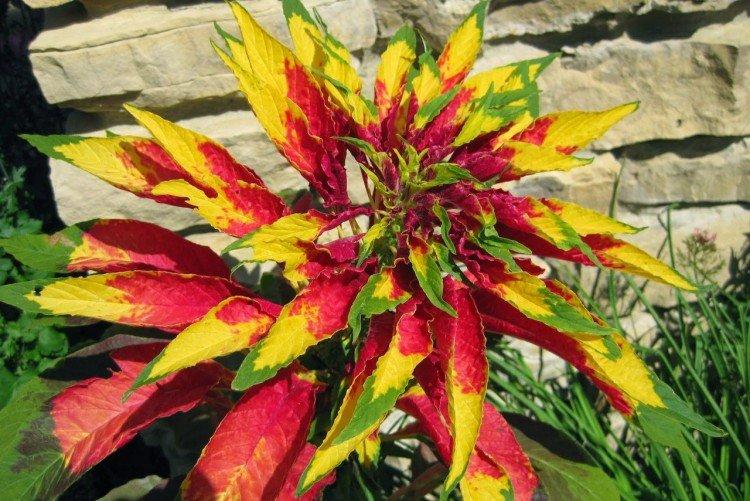 Трехцветный амарант