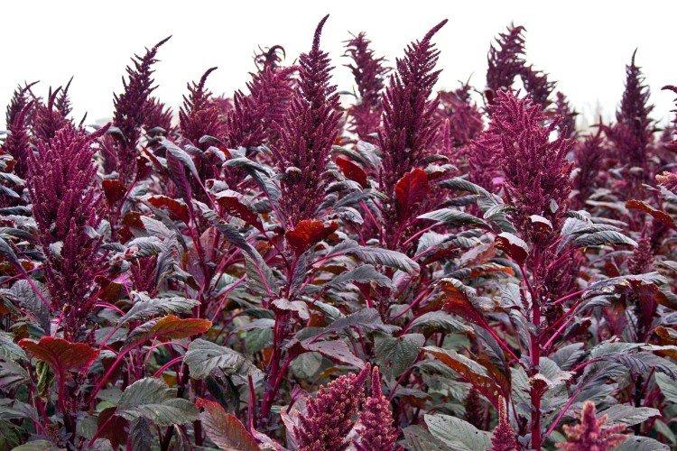 Темный амарант