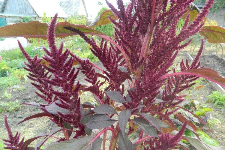 Метельчатый амарант