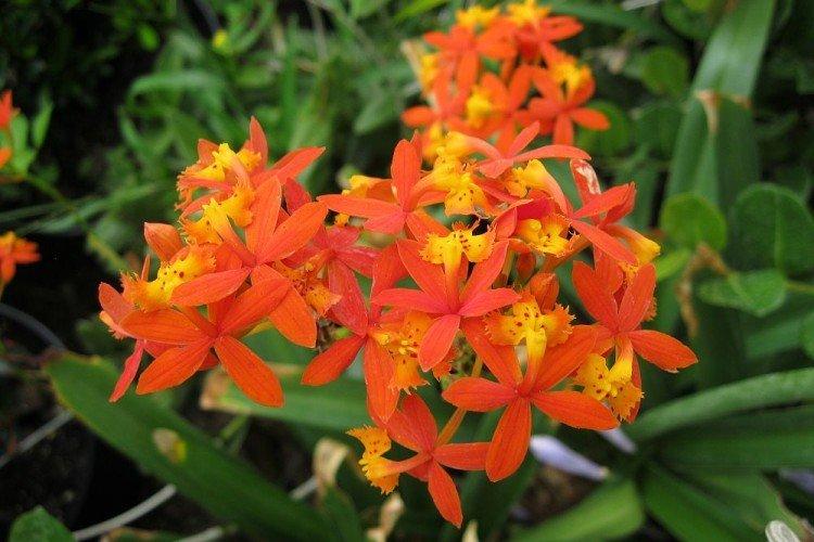 Эпидендрум