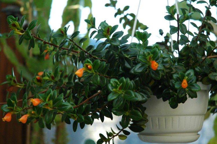 Нематантус