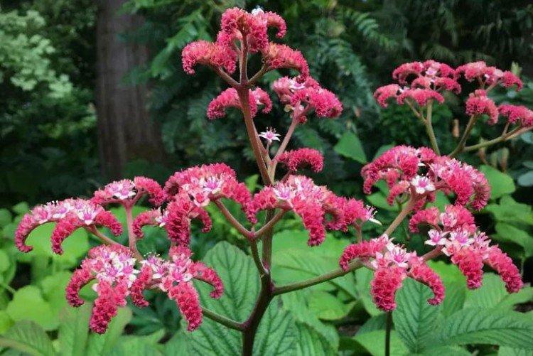 Роджерсия – фото