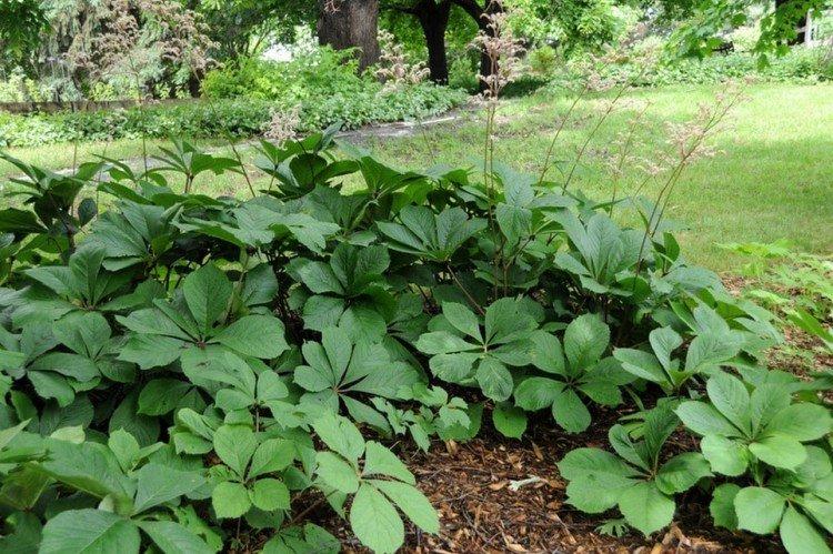 Роджерсия – фото