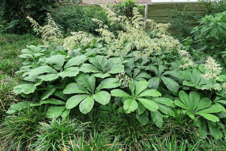 Роджерсия – фото