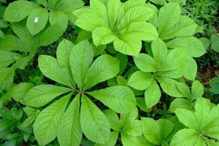 Бузинолистная роджерсия