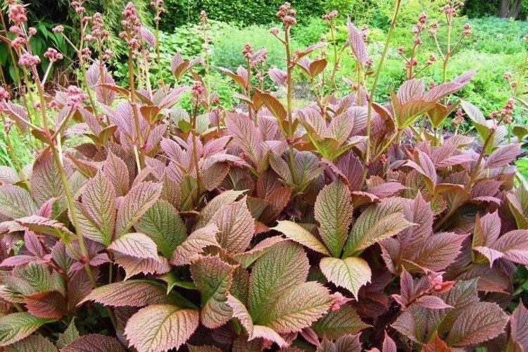 Роджерсия – фото