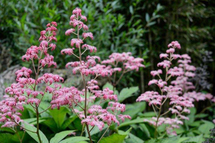 Роджерсия – фото