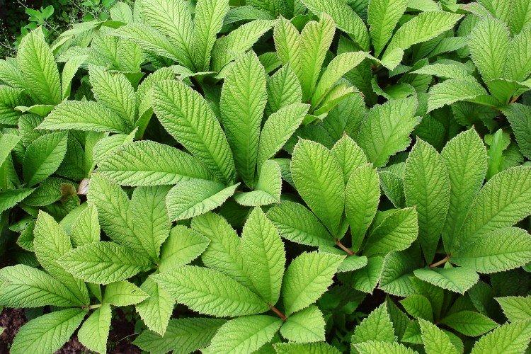 Роджерсия – фото