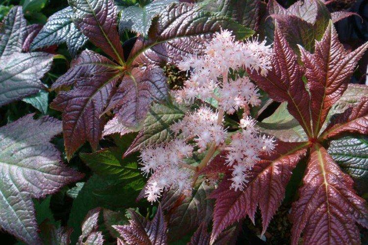 Роджерсия – фото