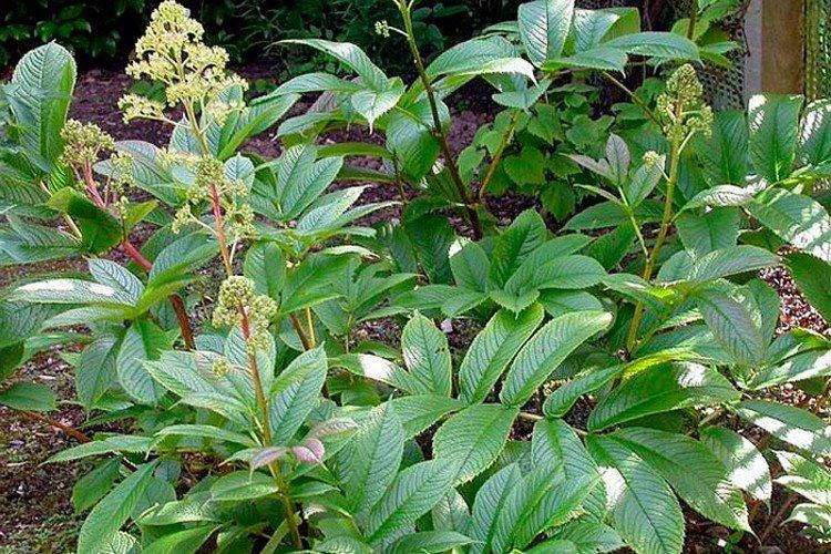 Непальская роджерсия