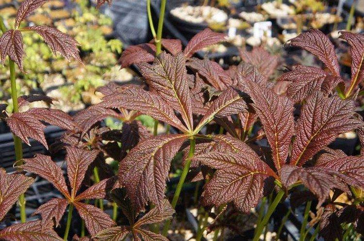 Роджерсия – фото