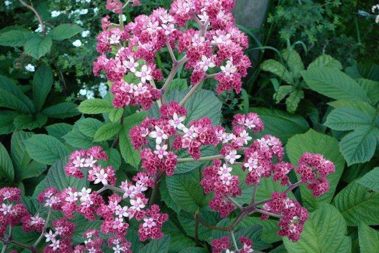 Роджерсия – фото