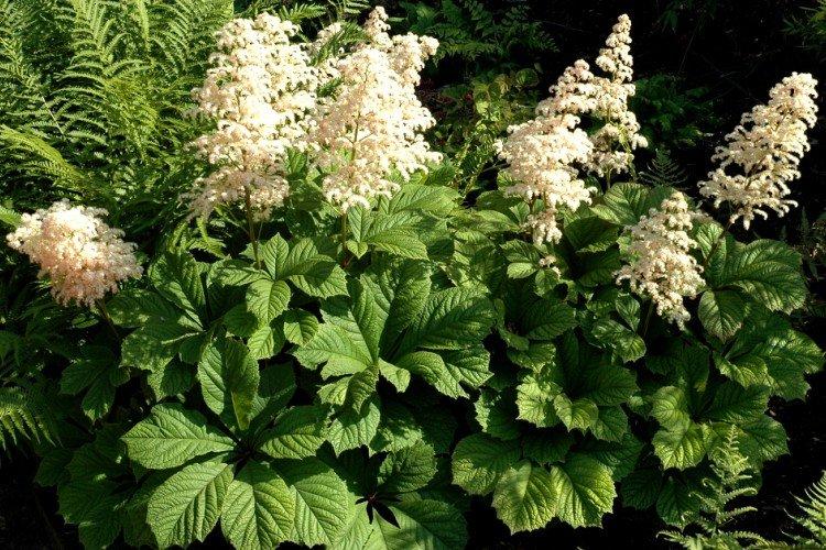 Конскокаштанолистная роджерсия