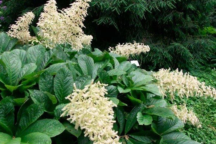 Перистая роджерсия