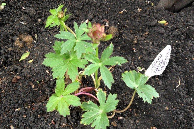 Посадка и размножение