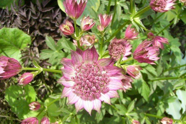 Болезни и вредители астранции