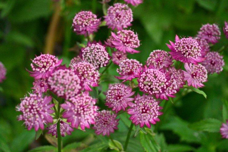 Астранция – фото