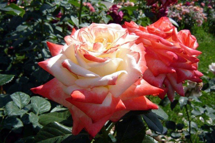 Общая информация