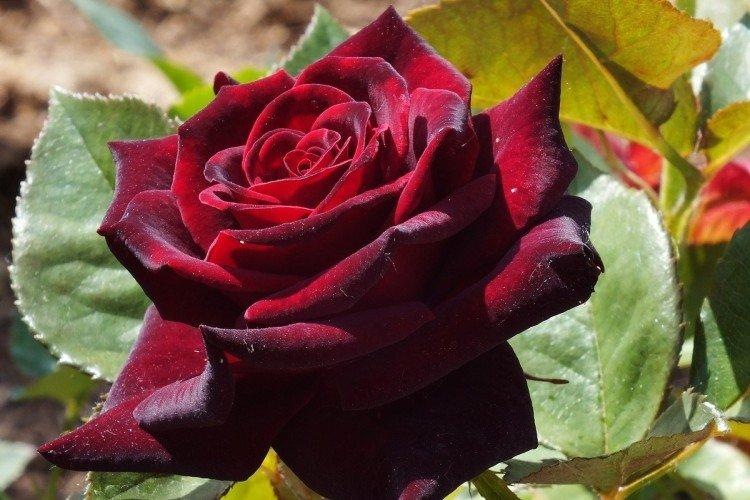 Чайно-гибридные розы – фото