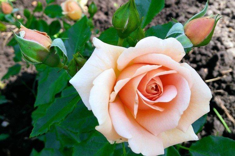 Чайно-гибридные розы – фото