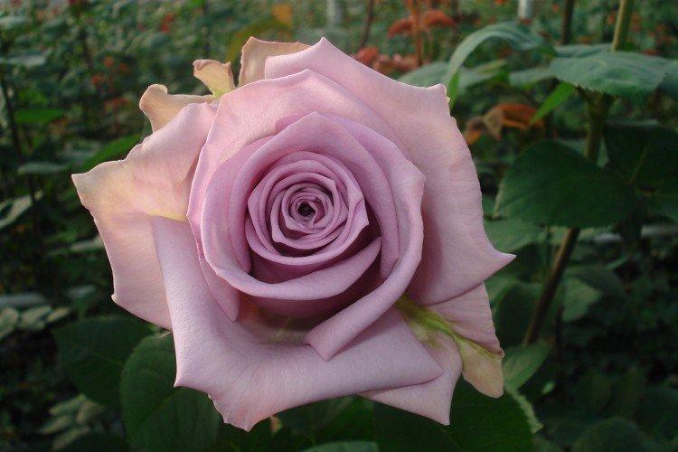 Чайно-гибридные розы – фото