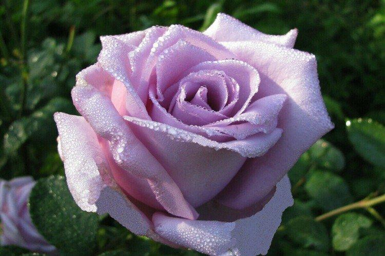 Чайно-гибридные розы – фото