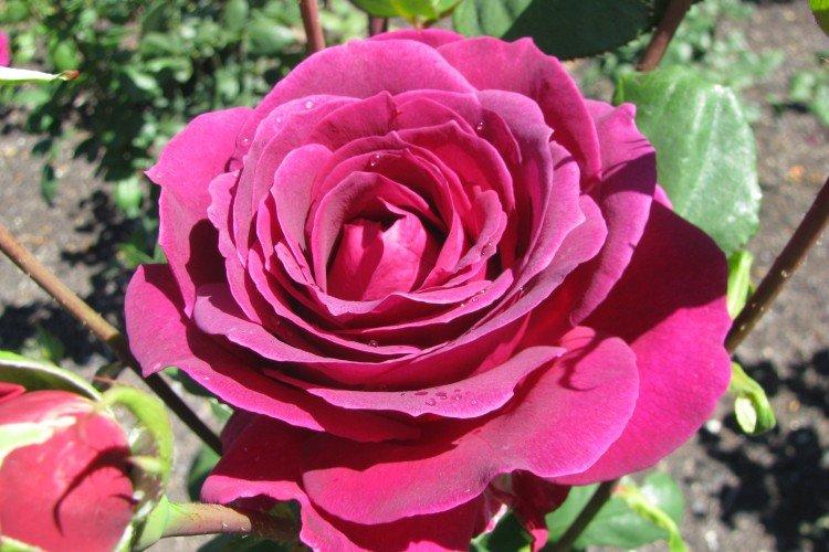 Чайно-гибридные розы – фото