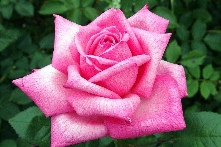 Чайно-гибридные розы – фото