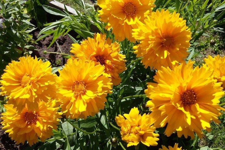 Крупноцветковый кореопсис