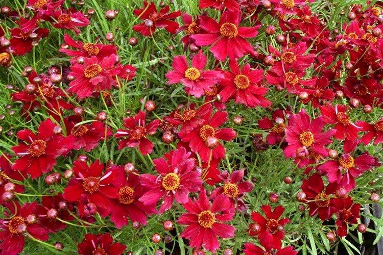 Кореопсис – фото