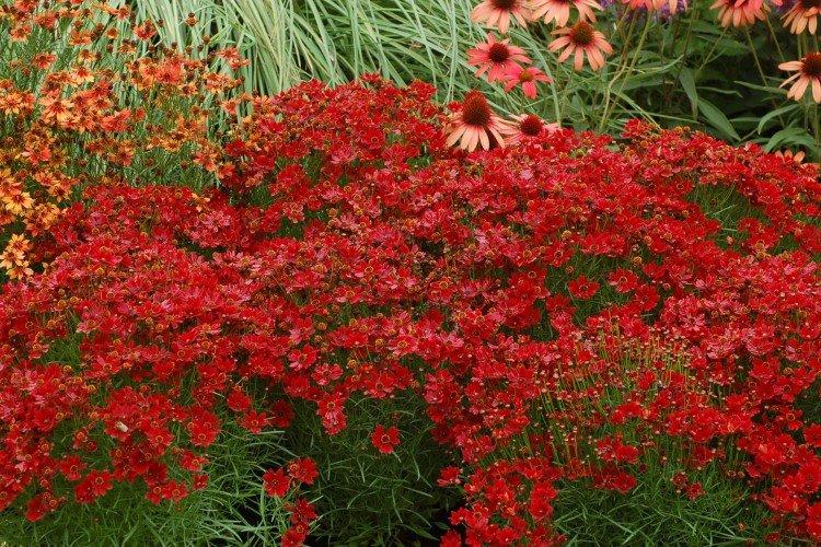 Кореопсис – фото