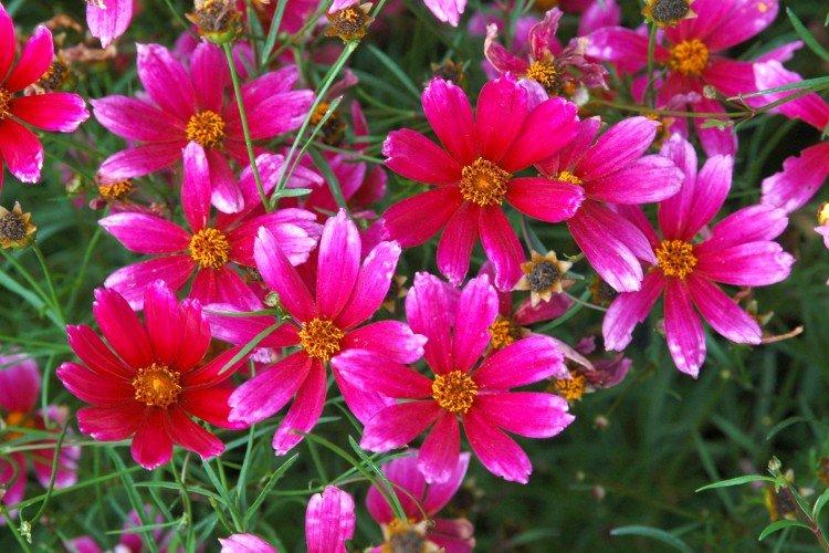 Кореопсис – фото