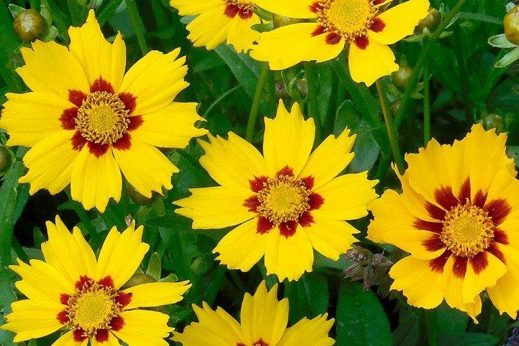 Кореопсис Друммонда