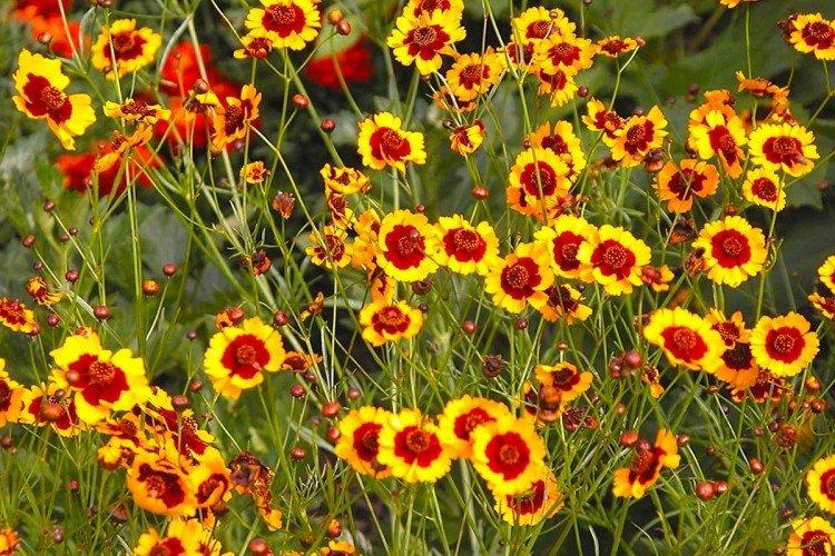 Кореопсис – фото