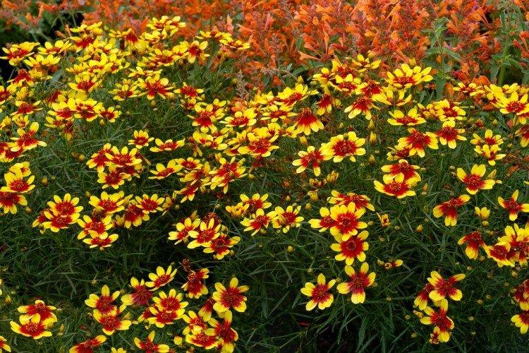 Кореопсис – фото