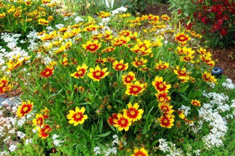 Кореопсис – фото