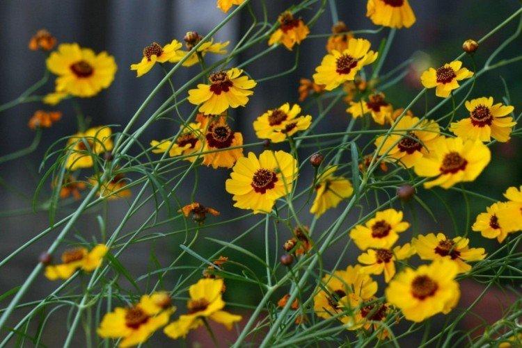 Кореопсис – фото