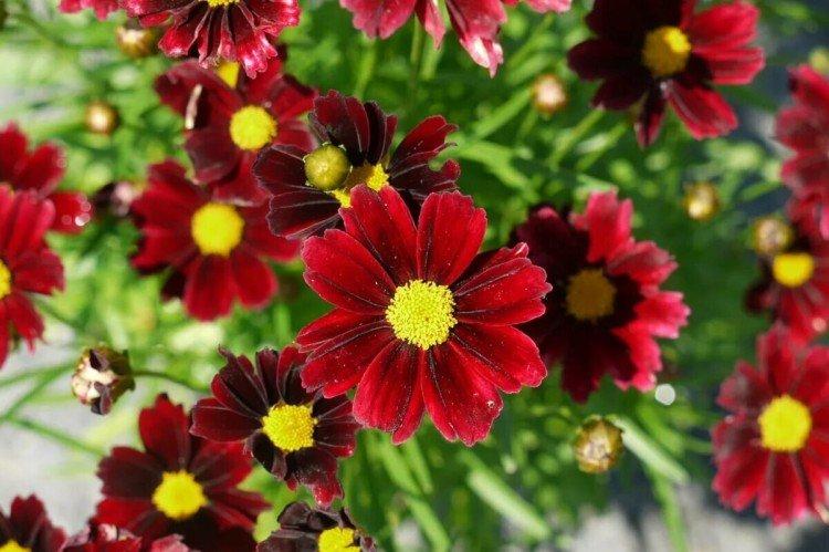 Кореопсис – фото