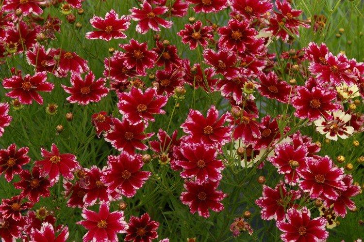 Кореопсис – фото