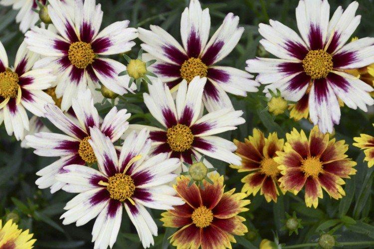 Кореопсис – фото