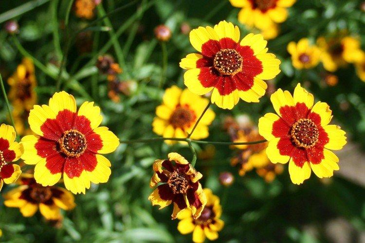 Красильный кореопсис