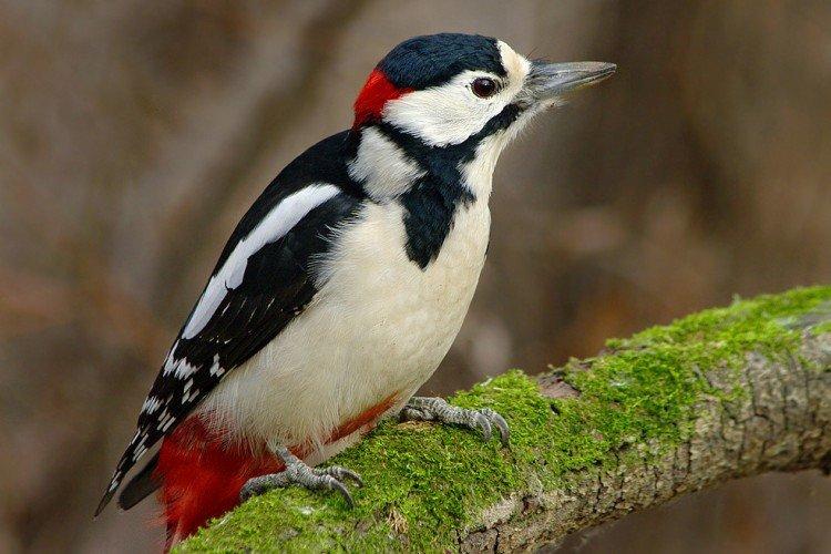 Внешний вид дятла