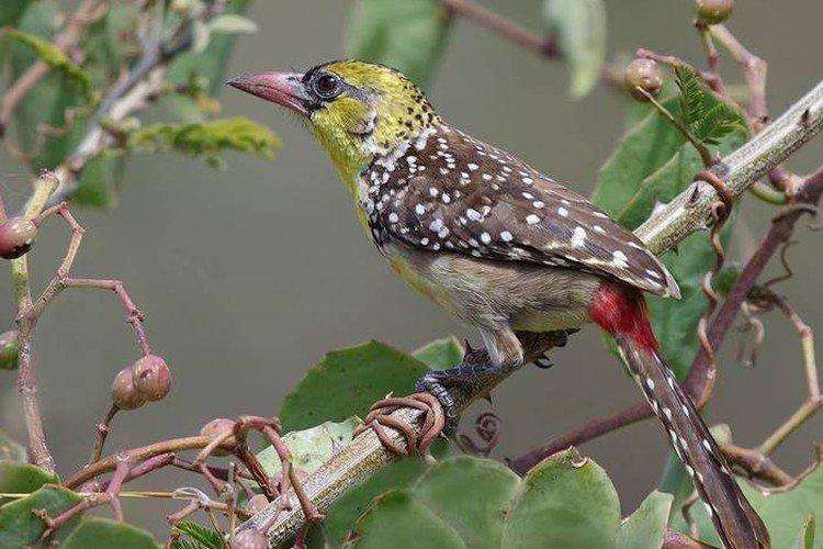 Африканская бородатка