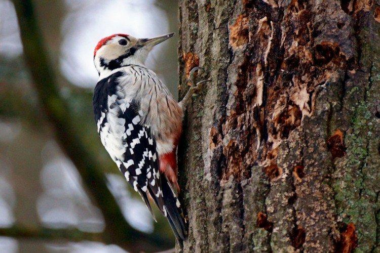 Места обитания дятлов